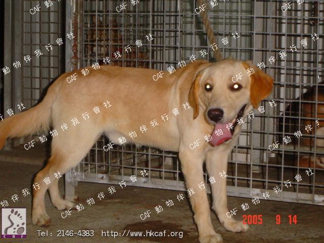 Minty (Dog - Retriever - Labrador (25-34kg))