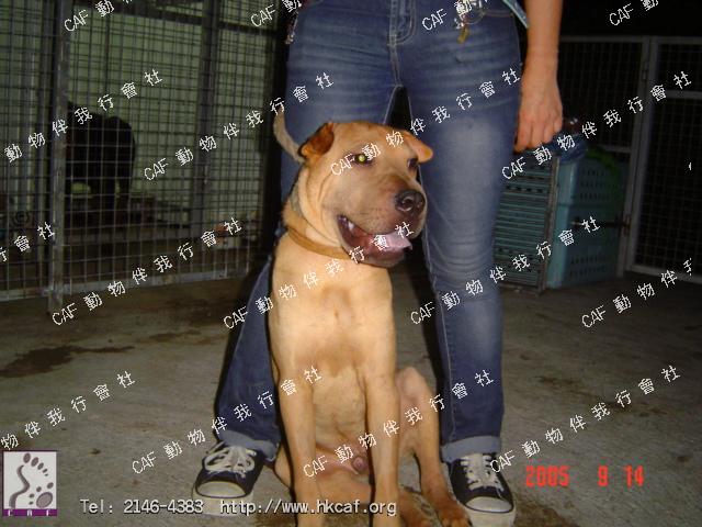 Sa B (Dog - Chinese Shar Pei (16-20kg))