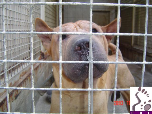 Bruno, saved on Oct 23 2003, the  day of his death sentence at the government kennel